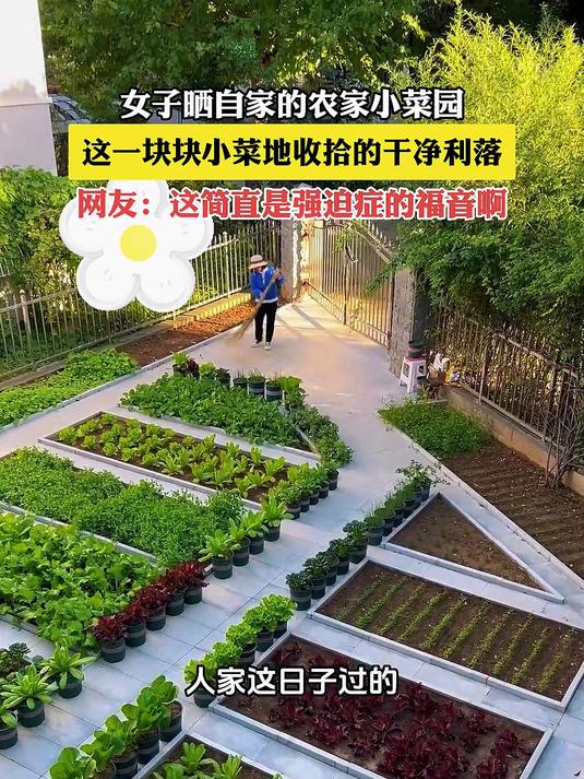 女子晒自家的农家小菜园，这一块块小菜地收拾的干净利落