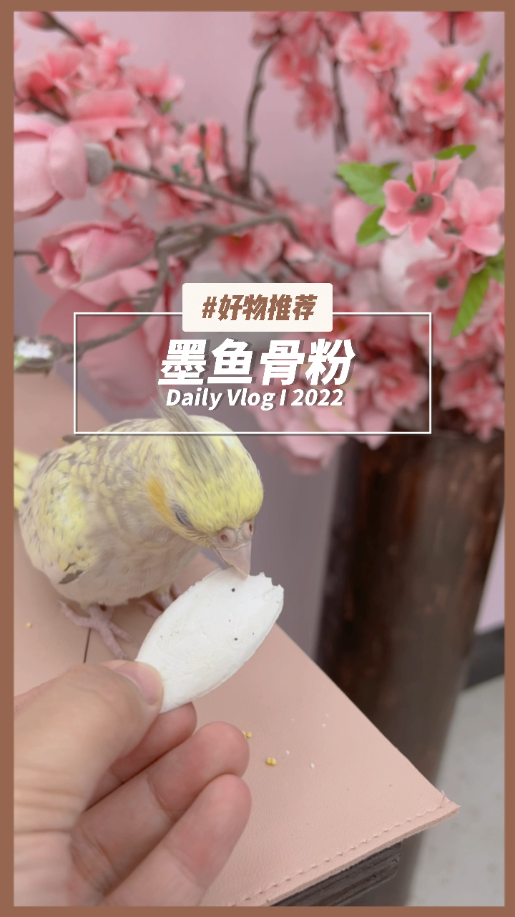 鹦鹉不吃墨鱼骨怎么办?给他墨鱼骨粉呀