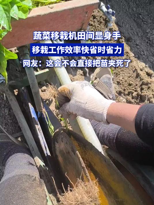 蔬菜移栽机田间显身手,移栽工作效率快省时省力