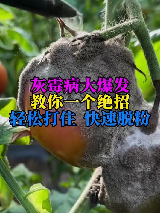 灰霉病防治 灰霉病 病虫害防治