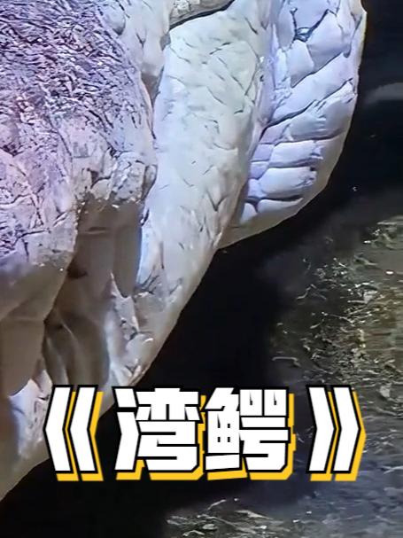 史上最猛鳄鱼,咬合力惊人,吃人最多鳄鱼到底有多恐怖