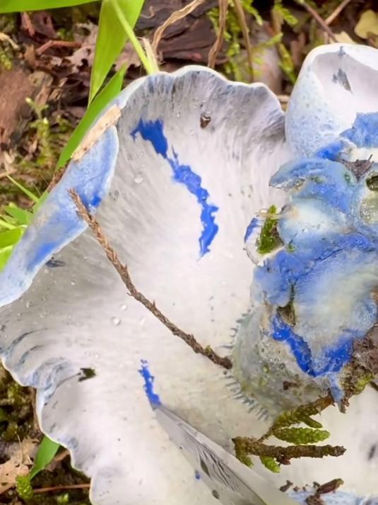 雨后菌菇香,采摘正当时,品味自然鲜