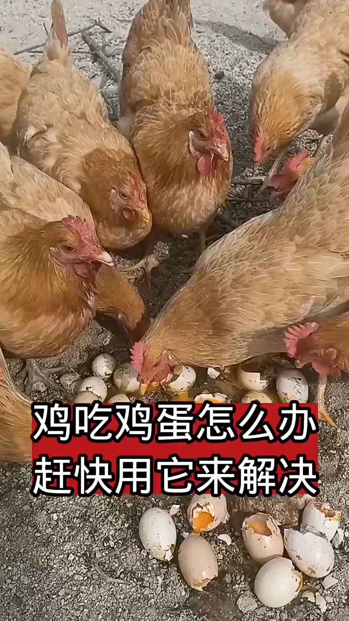鸡总是吃鸡蛋什么情况