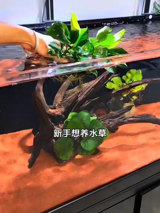 一颗成景，还能去腥臭 净化鱼缸水质，装饰鱼缸！