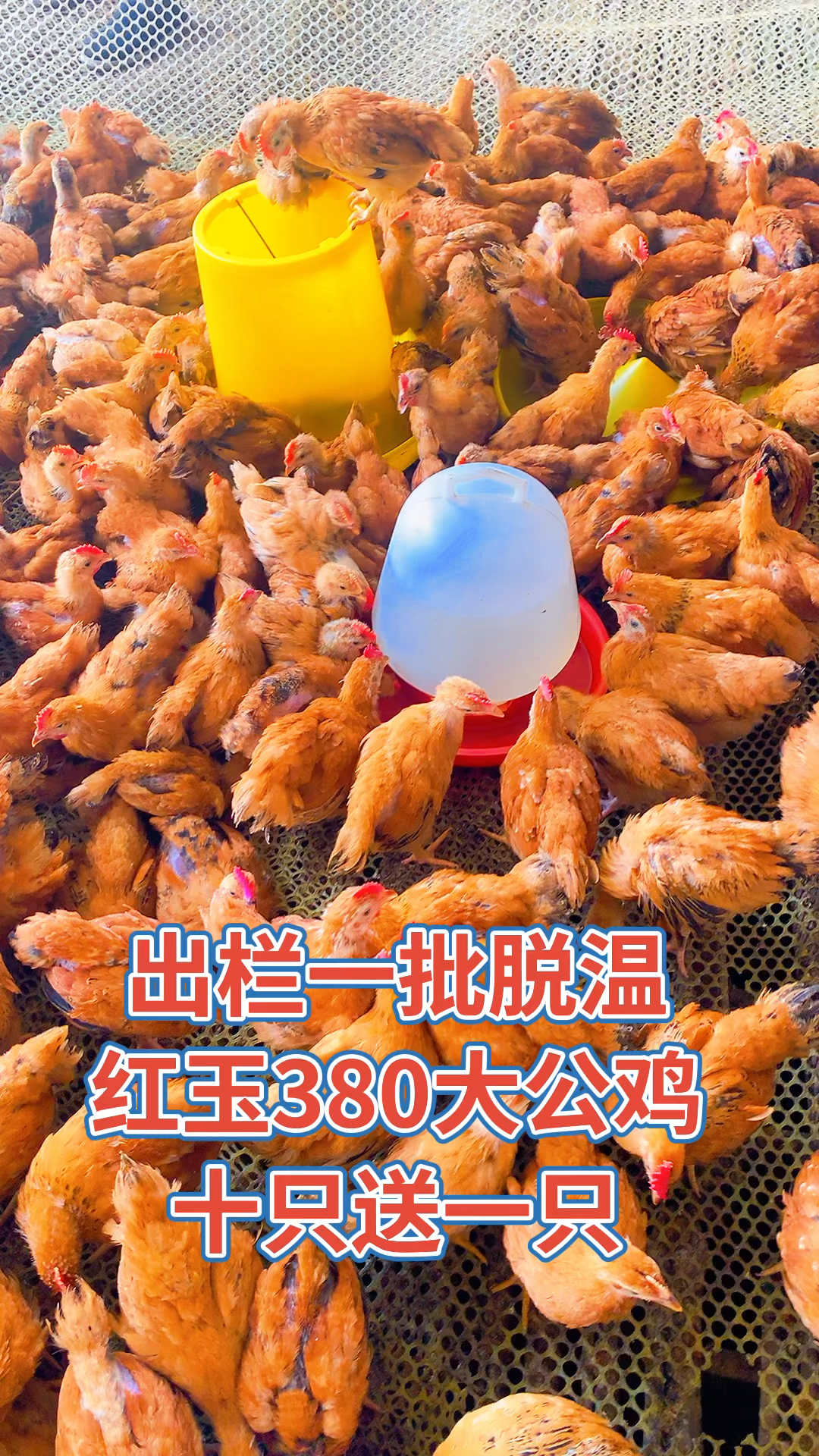 红玉鸡苗,涨到13-15斤,大红公鸡