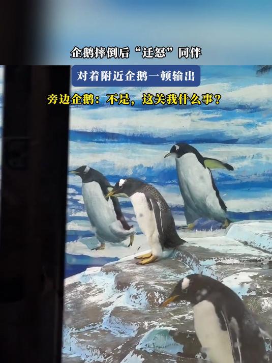 企鹅摔倒,“迁怒” 同伴,对着附近企鹅一顿输出