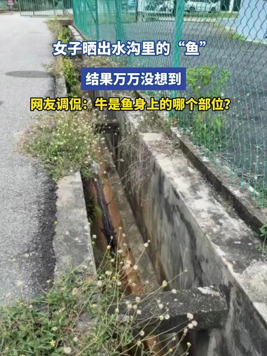 女子晒出水沟里的“鱼”,网友调侃:牛是鱼身上的哪个部位?