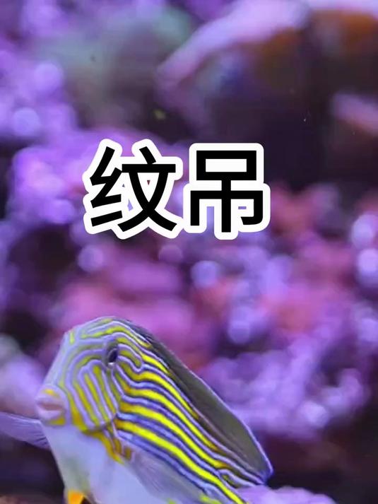 纹吊好养吗?纹吊多少钱?纹吊如何开口?纹吊吃珊瑚吗?