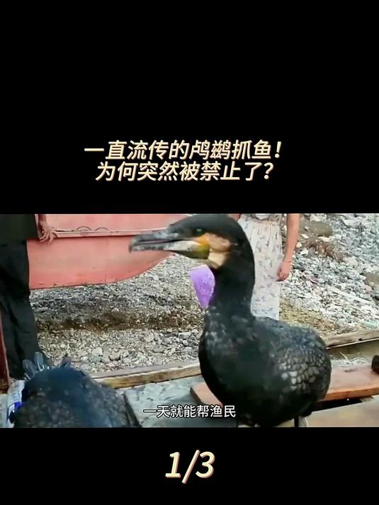 一直流传的鸬鹚抓鱼,突然被禁止,鸬鹚是什么生物?