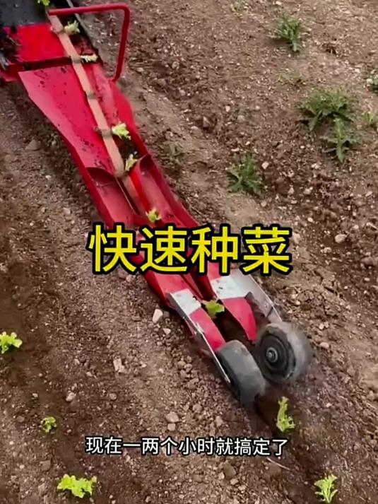 这样种菜确实比较方便啊
