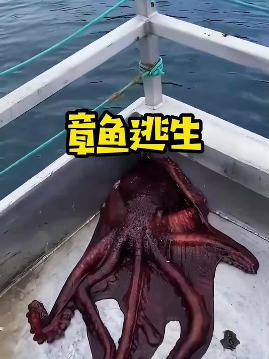 章鱼从甲板上逃生