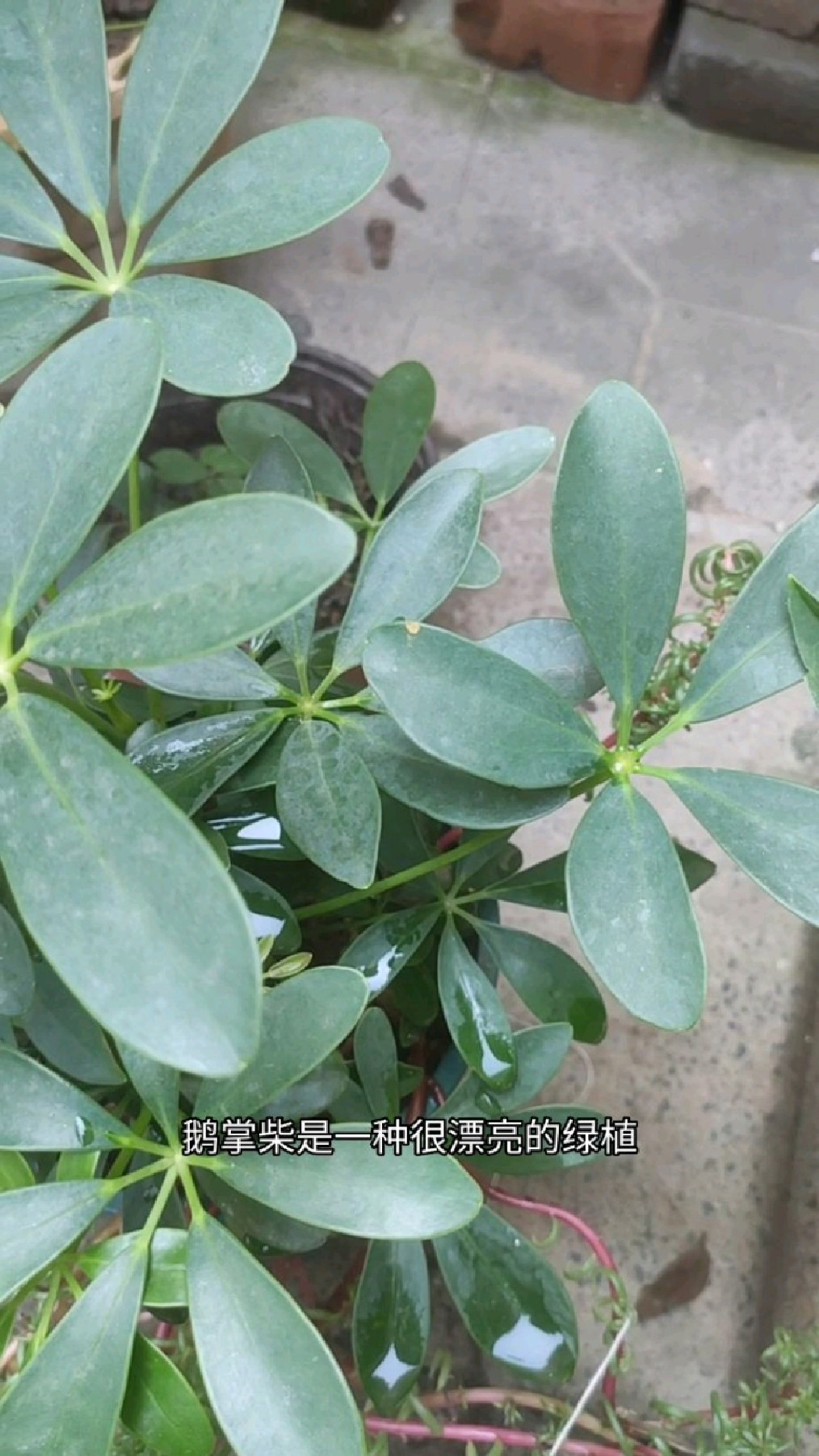 鹅掌柴寓意“招财进宝”,净化空气很好,关键好养