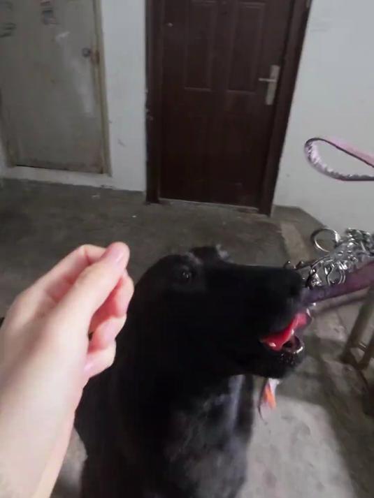 今天遛狗差点就是大吉大利 今晚吃鸡老！#马犬##遛狗日常#