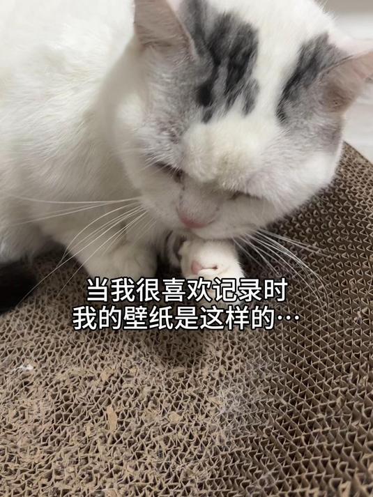 当我喜欢记录,我的壁纸就全是小猫