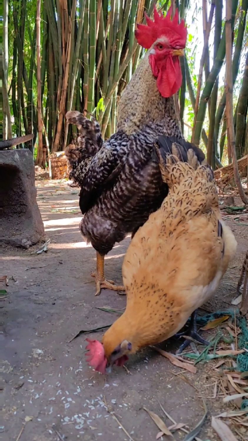 美丽的花母鸡招公鸡稀罕,芦花大公鸡和土公鸡都争着宠爱