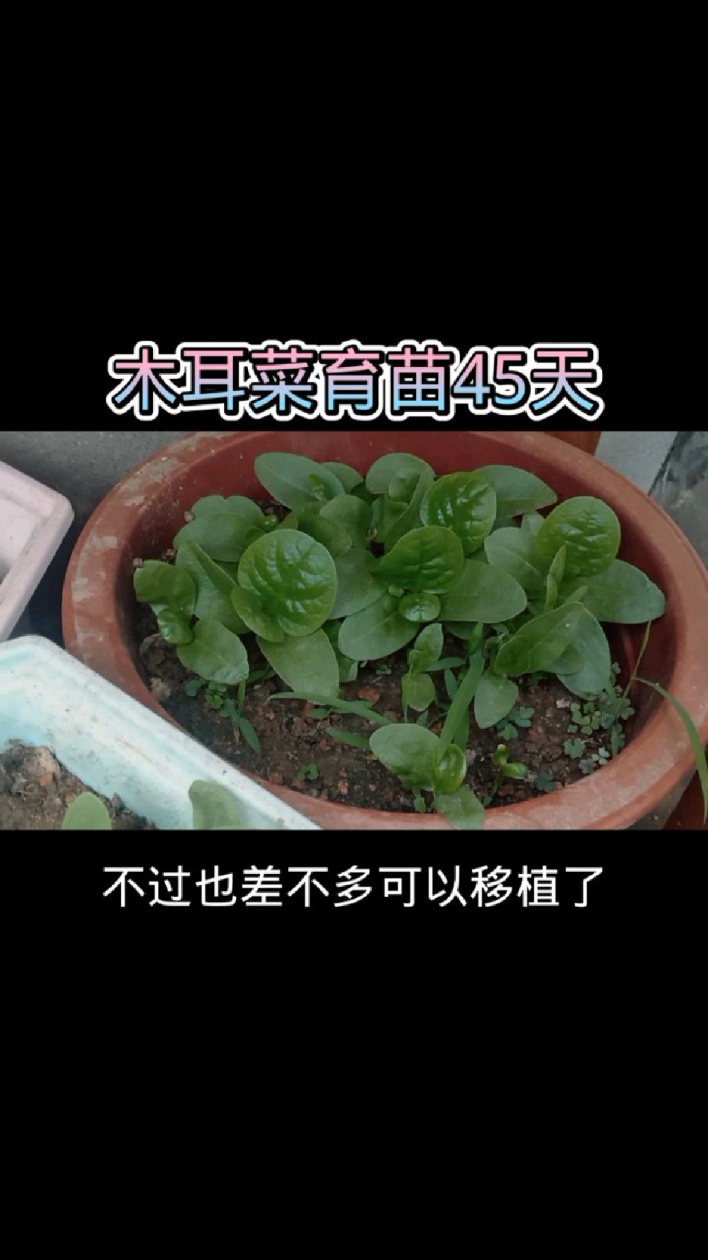 木耳菜什么时候可以移栽?我用了45天育苗