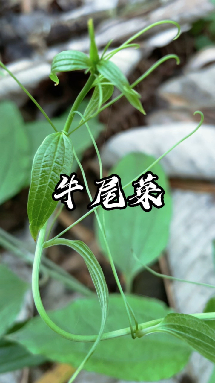 酷似金刚藤,嫩尖像牛尾巴,人称“牛尾菜”,是一种优质的野菜。