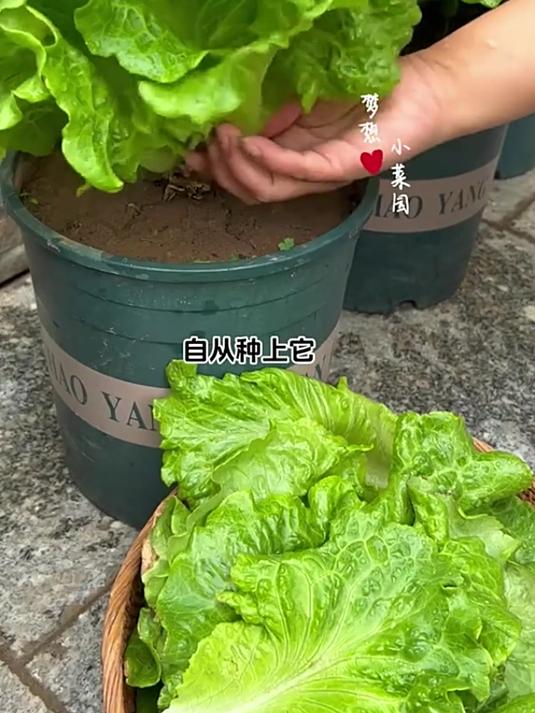 哇塞!意大利生菜种植竟如此简单?