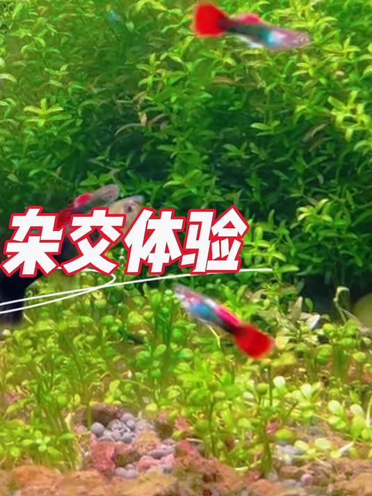 孔雀鱼玩法体验，来日方长