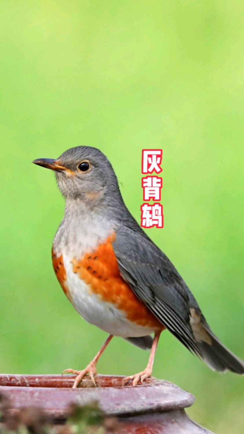 东北常见鸟类灰背鸫，俗称灰串鸡，是“百舌鸟”乌鸫的亲戚，主要以昆虫为食