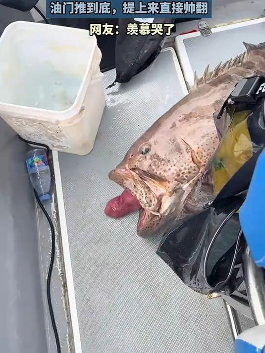 海钓钓到大体型的石斑鱼是种什么体验!油门推到底提上来直接帅翻