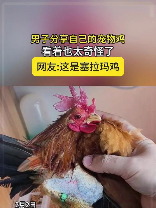 男子分享自己的宠物鸡,看着也太奇怪了,网友:这是塞拉玛鸡
