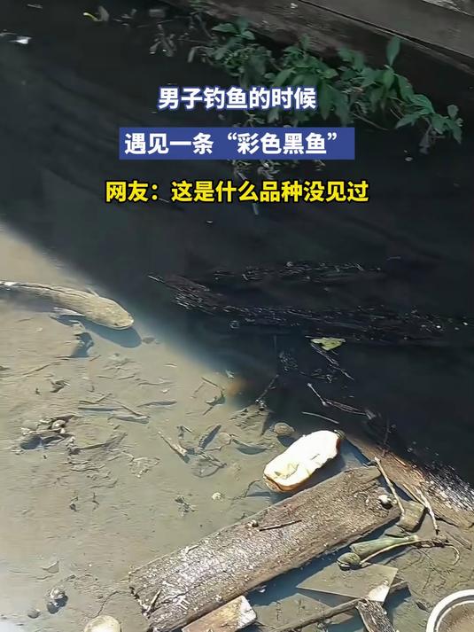 男子钓鱼的时候，遇见一条“彩色黑鱼”，网友：这是什么品种没见过