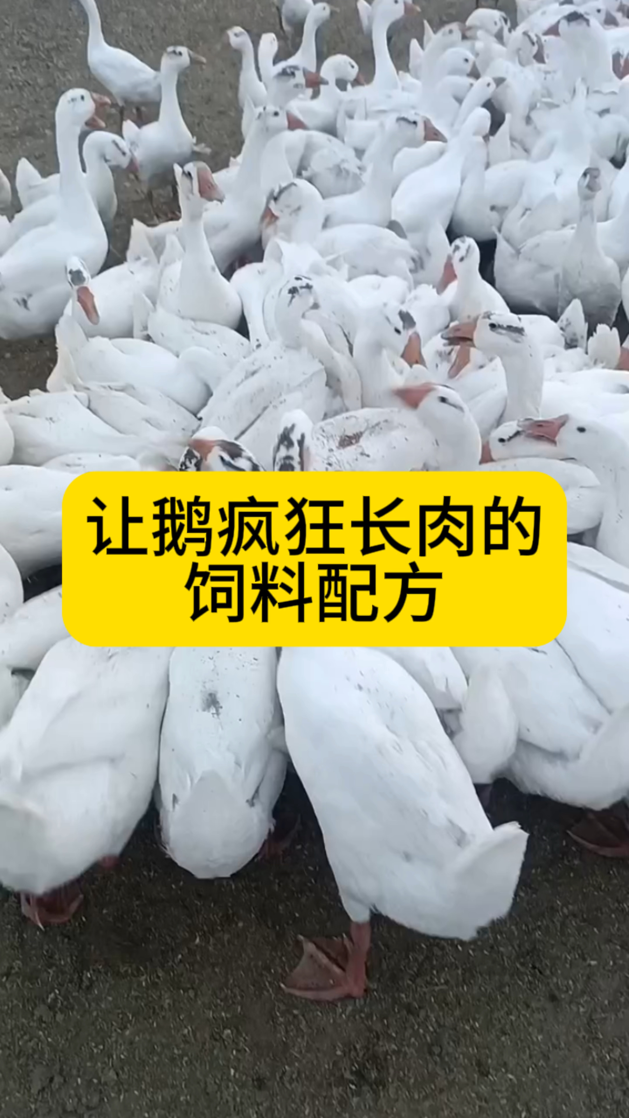 让鹅疯狂长肉的饲料配方
