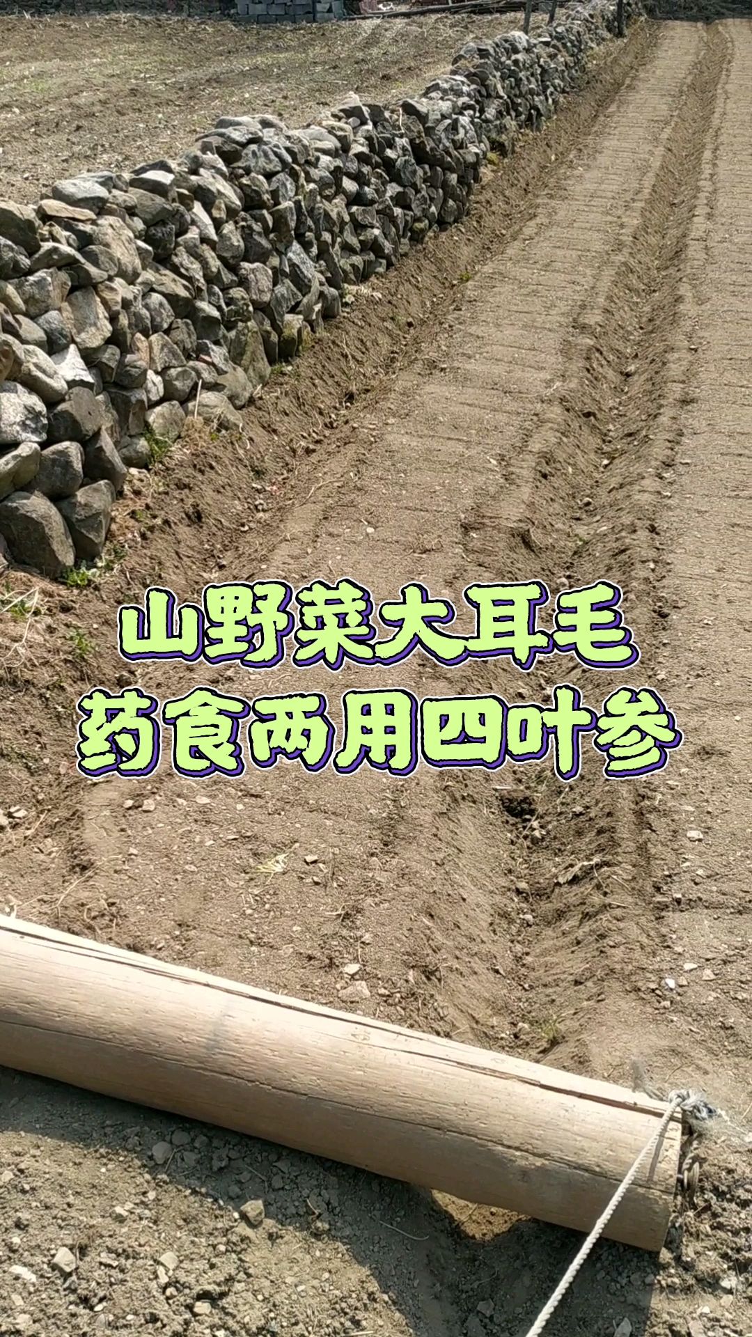 山野菜大耳毛,四叶参播种完毕。