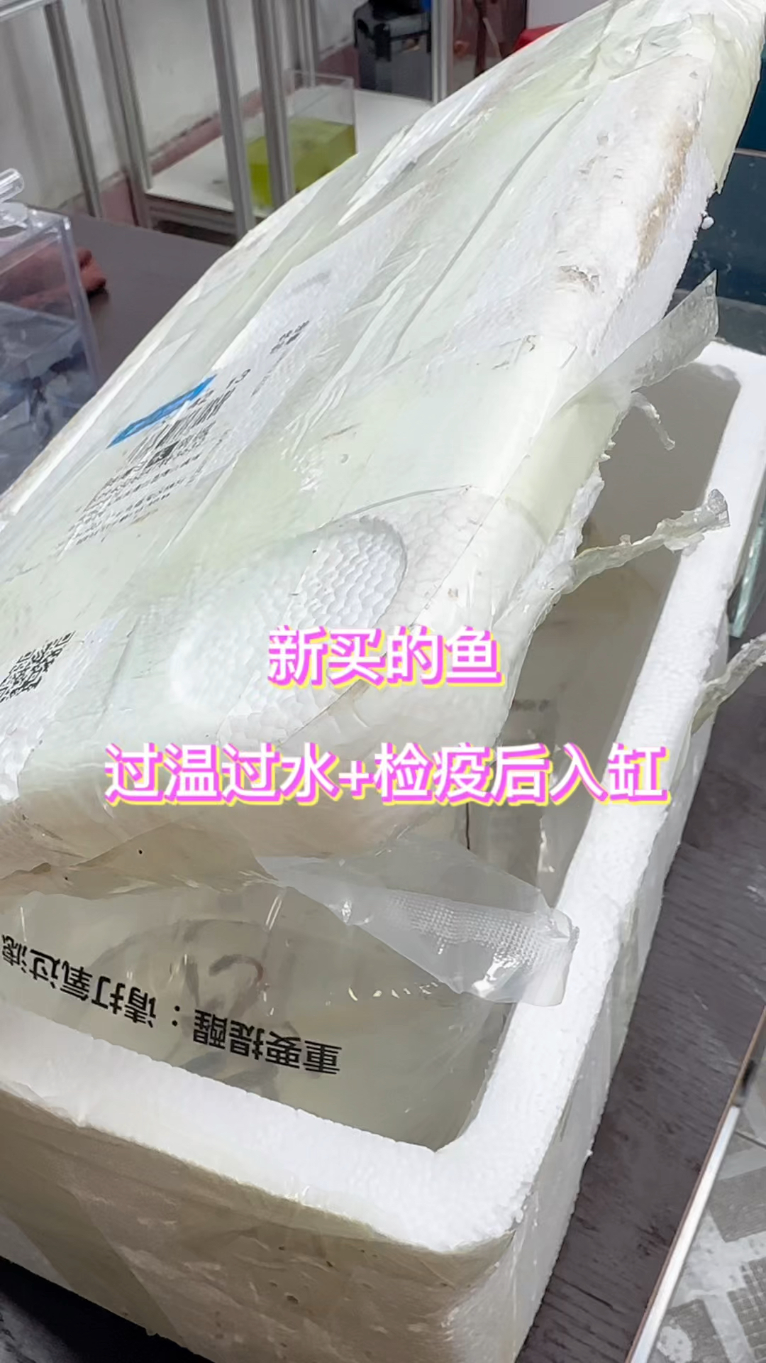 新买的鱼千万不要直接放进鱼缸,建议先过温过水加检疫后入缸#水族 #鱼缸里的大自然