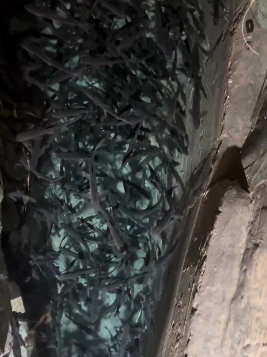 这神奇鱼泉的鱼究竟从哪里来的?神奇鱼泉 旅行大玩家
