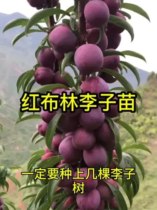 正宗特大红布林李子树苗 耐寒易种 当年结果口感佳