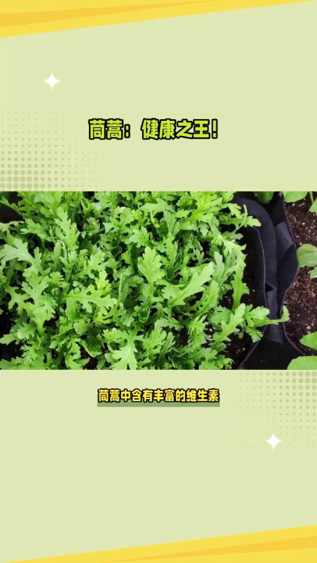 药食同源之茼蒿