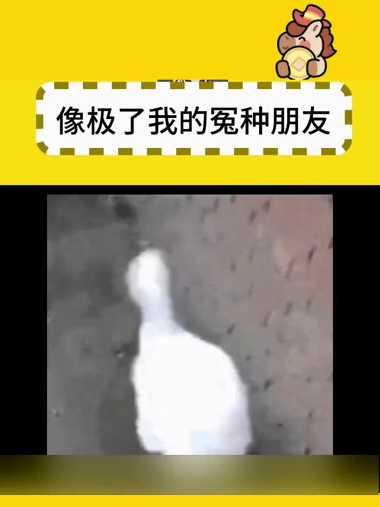 损友鉴定器:鸭子走路姿势曝光损友,海鸥神级补刀直接笑翻天!