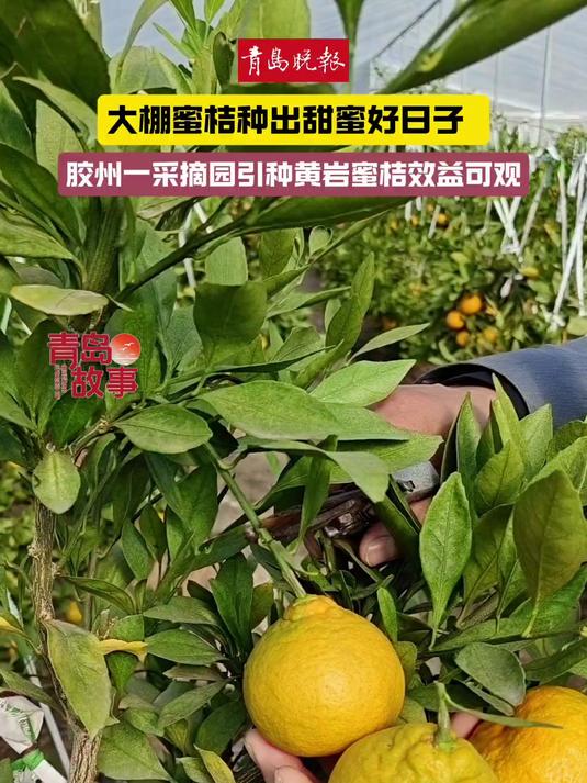 胶州市九龙街道月牙河蜜桔采摘园成功引种黄岩蜜桔,亩产5000余斤,将于11月中、下旬开园,