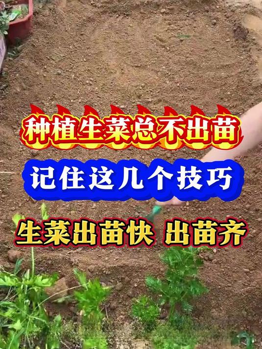 种生菜总不出苗记住这几个技巧生菜出苗快