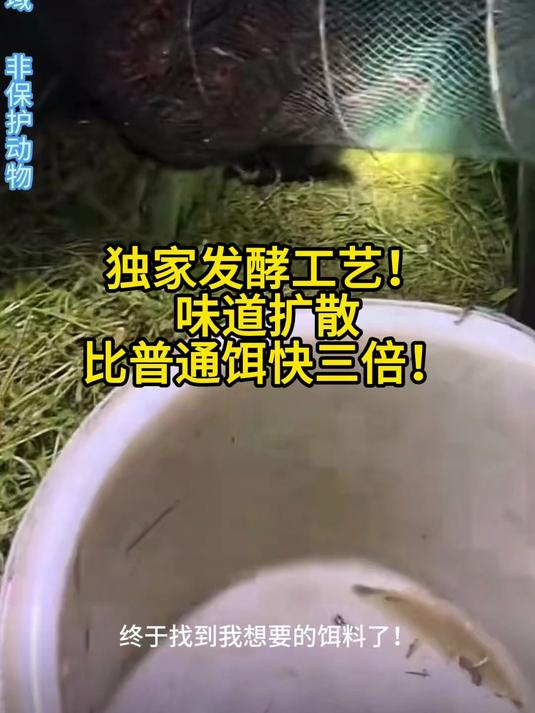 鸭肠饵料钓龙虾真的太好用了#钓龙虾##饵料#