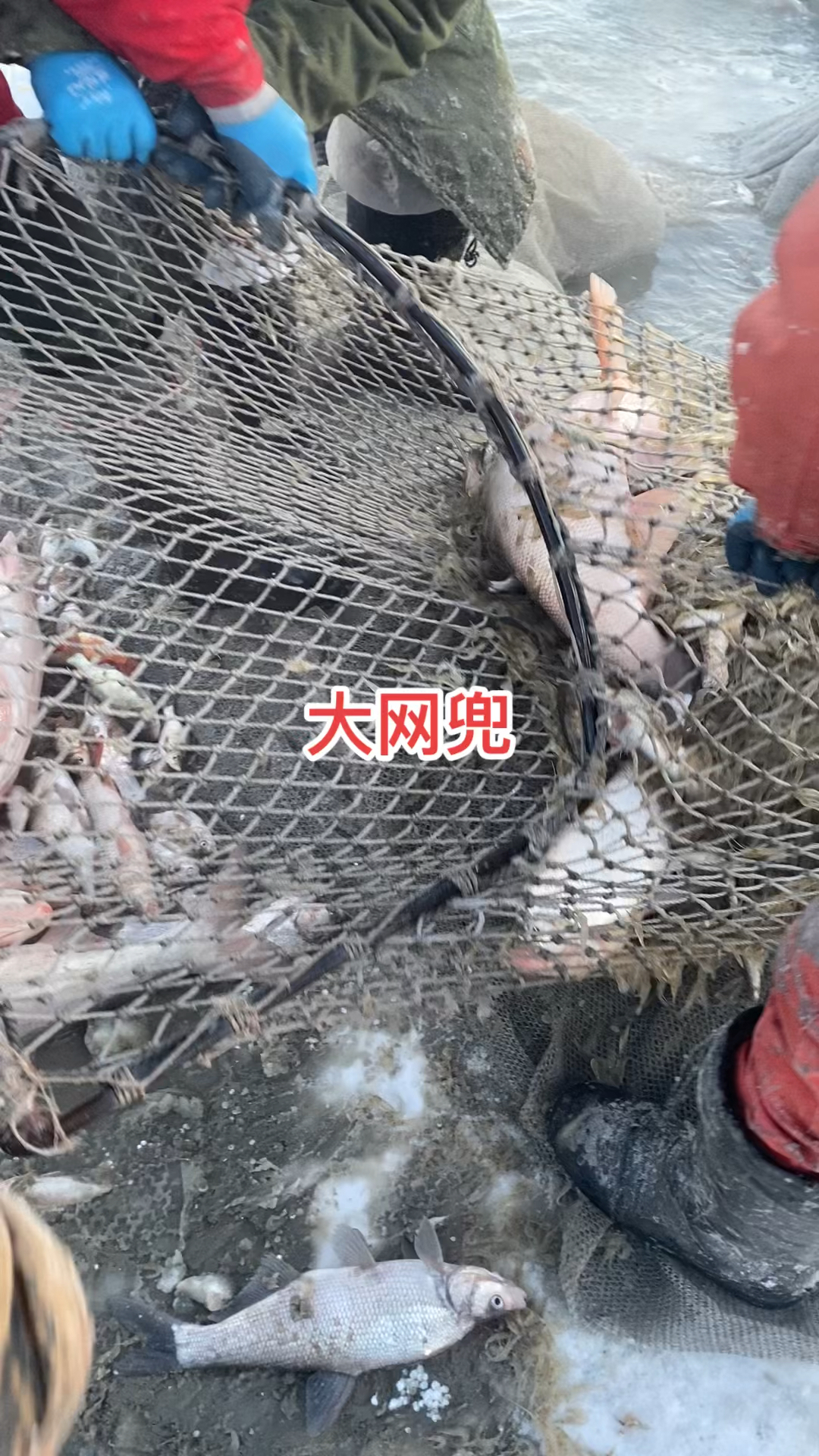查干湖冬捕胖头鱼