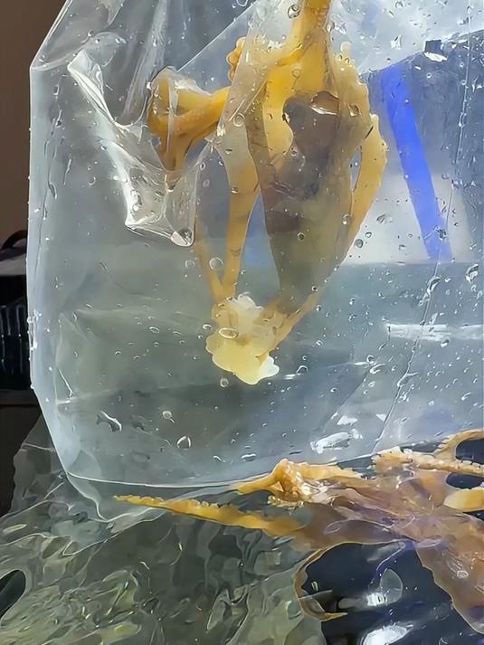 大事件啊!蓝环章鱼生了!