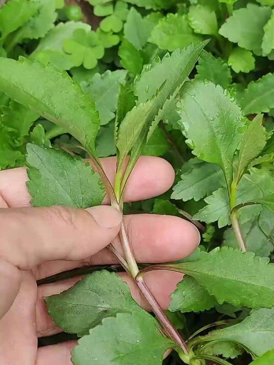 苦婆菜又叫苦斋婆，是很多人初遇时掩鼻而过，细品后却又欲罢不能的野菜。#植物科普#