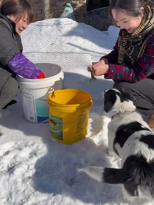炖蛤蟆可是我们东北的特色菜,自家蛤蟆塘的林蛙,妈妈炖的老香了
