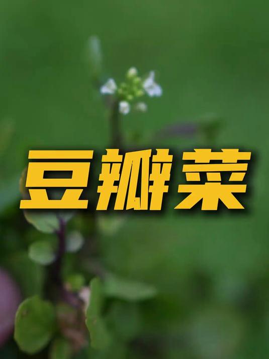 豆瓣菜，北方人不在意，南方人不够吃的植物#豆瓣菜##植物#