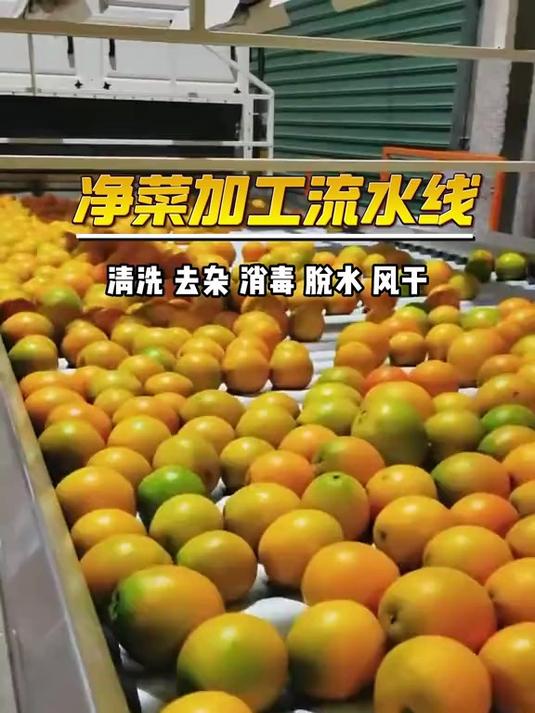 橙子沃柑这种水果是怎么清洗的?用净菜加工流水线清洗的又干净又快#净菜加工设备#