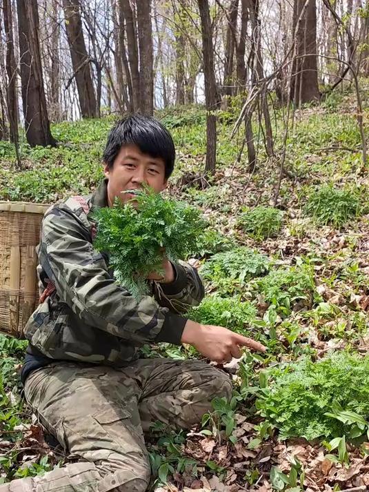 东北农村户外,山野菜老香了