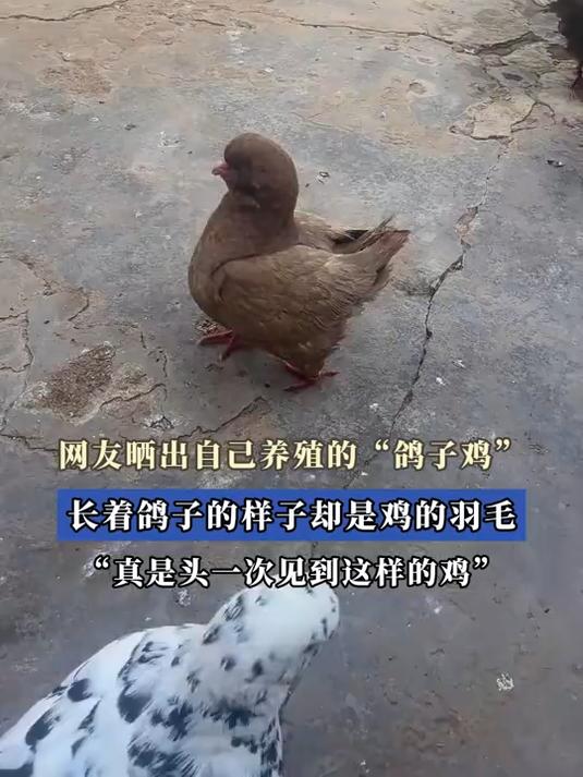 网友晒出自己养殖的“鸽子鸡”,长着鸽子的样子却是鸡的羽毛