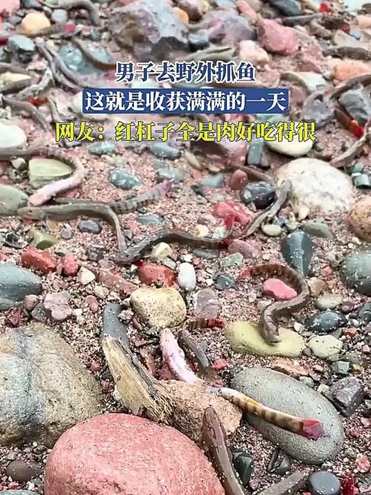 男子去野外抓鱼，收获满满的一天，网友：红杠子全是肉好吃得很