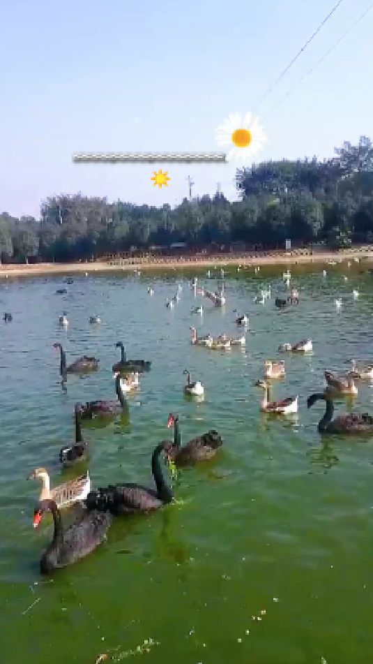 到南京乡下朋友家做客,非要带我看他家养的鸭子,黑白配也太美了吧!