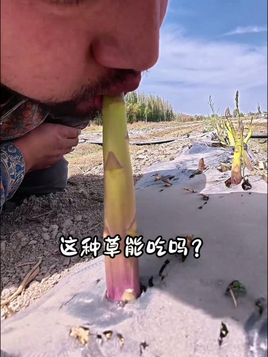 分享21种常见可食用野草，你尝过其中哪几种？快来聊聊你的体验吧 #野菜#荠菜#水葫芦#鹿耳