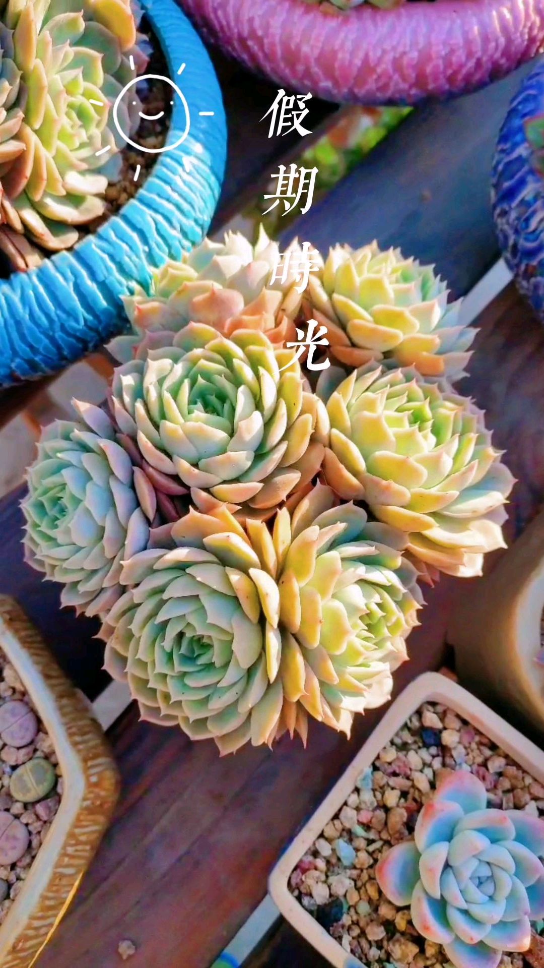 多肉的美好时光,我的美好时光,欣赏一下我们共同的时光!