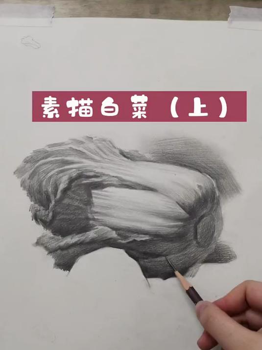 保姆级素描大白菜教程
